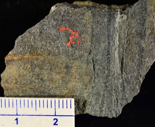 Psilophyton princeps