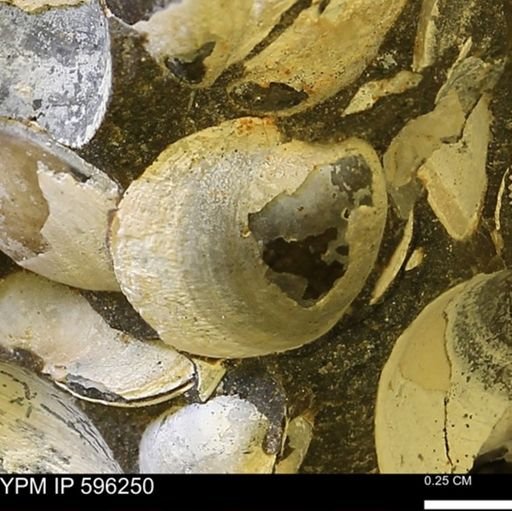 Limopsis striatopunctatus