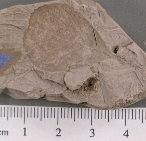 Celastrophyllum newberryanum
