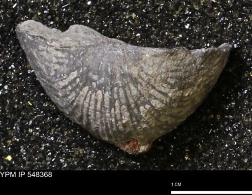 Stropheodonta navalis