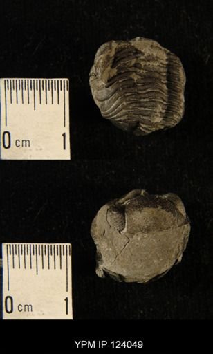 Phacops rana