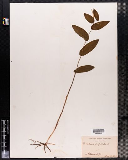 Uvularia perfoliata