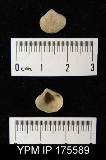 Torynifer sp.