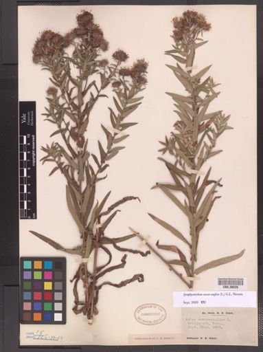 Symphyotrichum novae-angliae