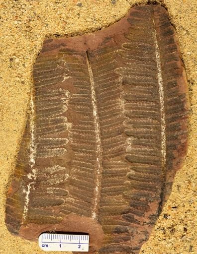 Pecopteris