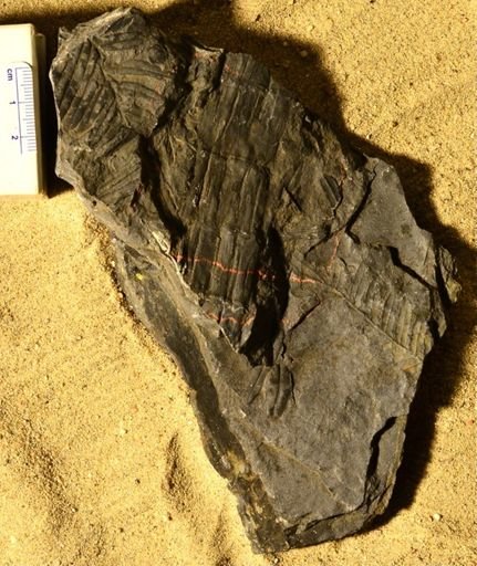 Asterophyllites sp.