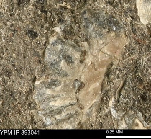 Scaphites sp.