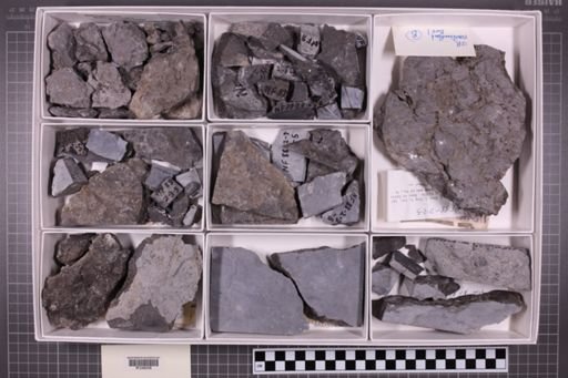 mixed taxa, stratigraphic collection