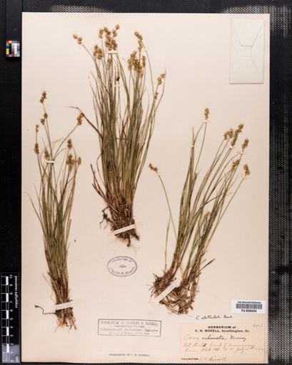 Carex echinata