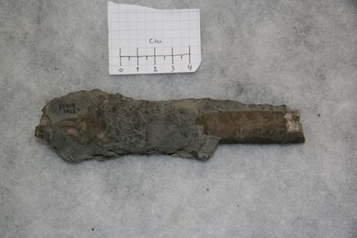 Vaginoceras piscator