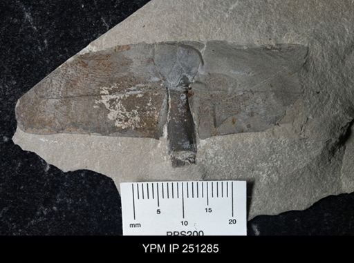 undet. Eurypterida