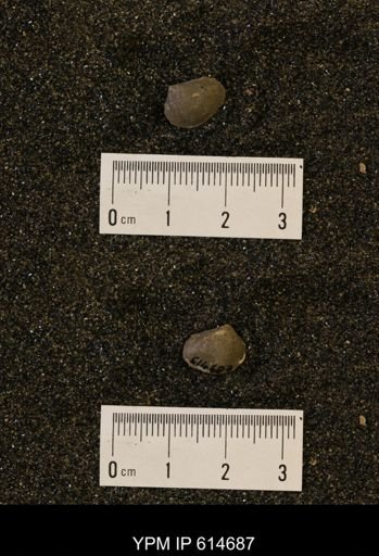 Limopsis striatopunctatus
