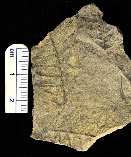 Pecopteris