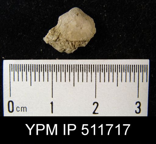 undet. Dalmanelloidea