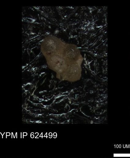 undet. Foraminiferida