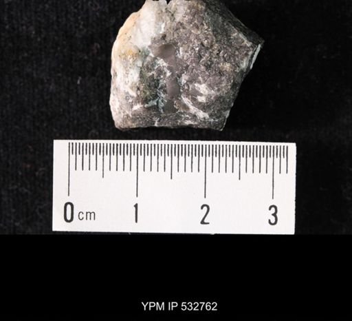 Crepicephalus sp.