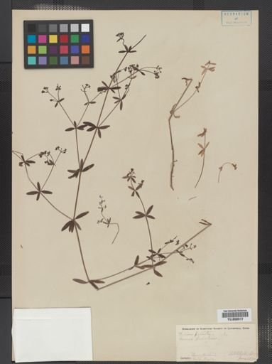 Galium palustre