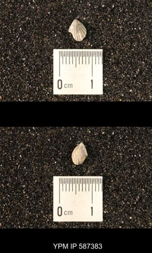 Camarotoechia whitei