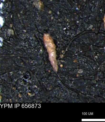 Verneuilinoides kansasensis