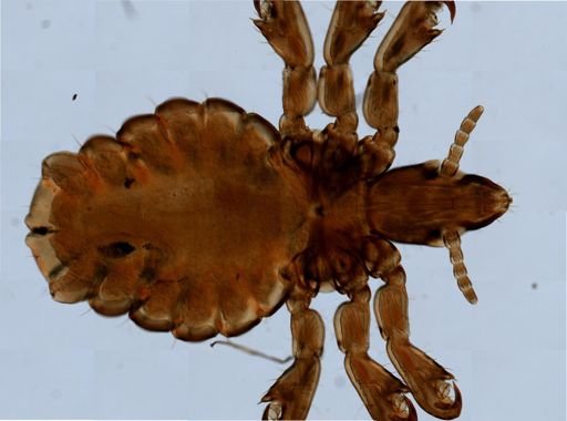 Haematopinus suis