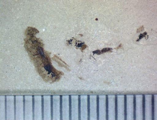 undet. Orthoptera