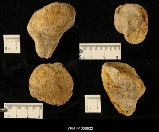 Plagioptychus tschoppi