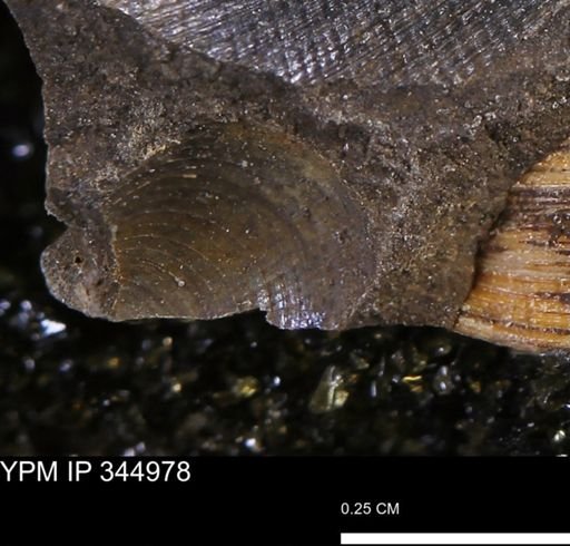 Limopsis striatopunctatus