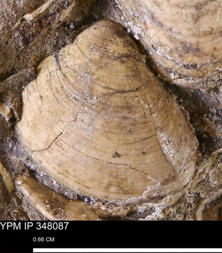 Limopsis striatopunctatus