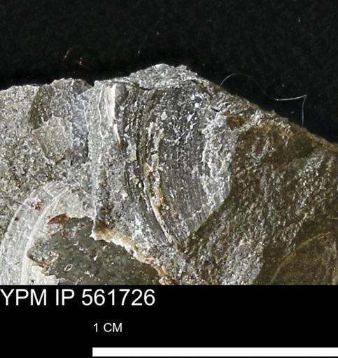 Limopsis sp.