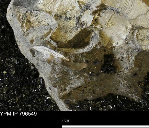 undet. Mollusca