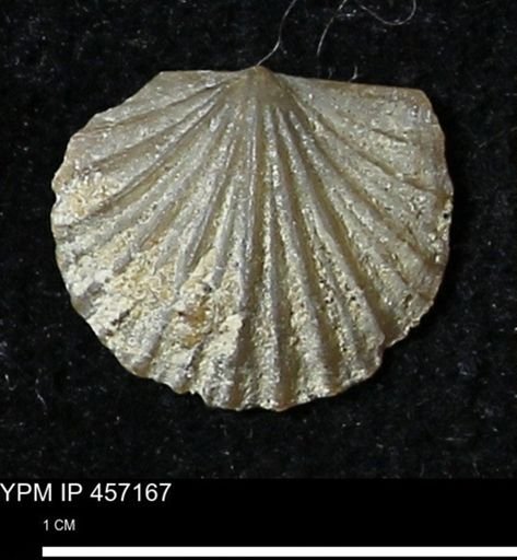 Stropheodonta sp.