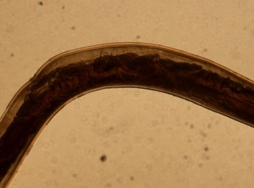 Ancylostoma caninum
