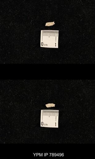 undet. Bryozoa