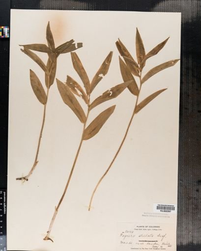 Maianthemum