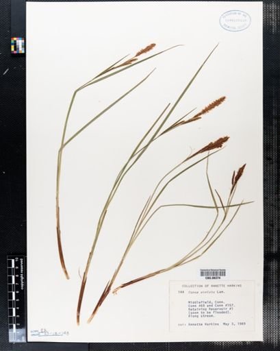 Carex stricta