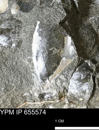 Pseudoptera sp.