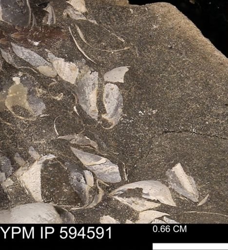 Protocardia sp.