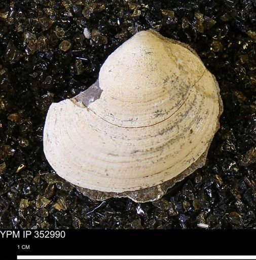 Limopsis striatopunctatus