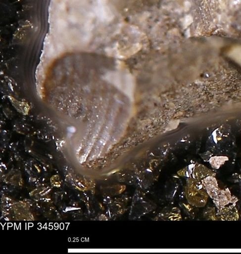 undet. Bivalvia
