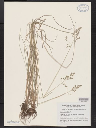 Poa nemoralis