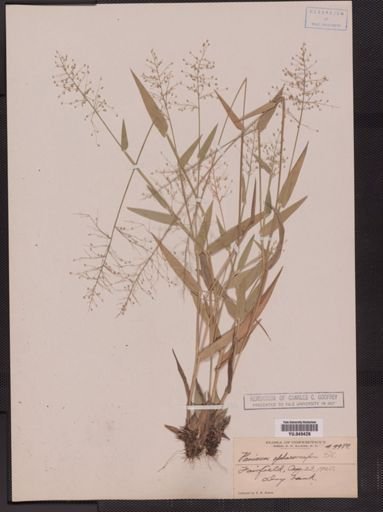 Panicum sphaerocarpon