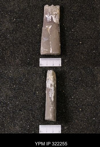 Baculites sp.