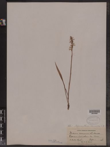 Spiranthes cernua