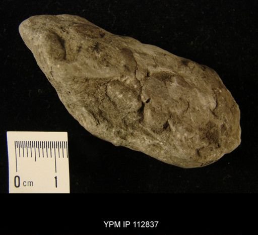 Streptelasma rusticum