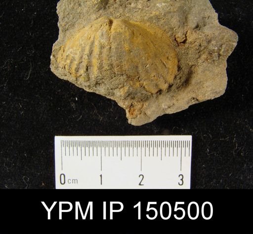 Orthorhynchula sp.