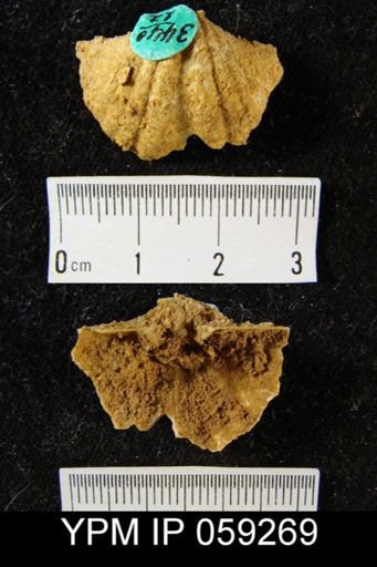 Spirifer cyclopterus