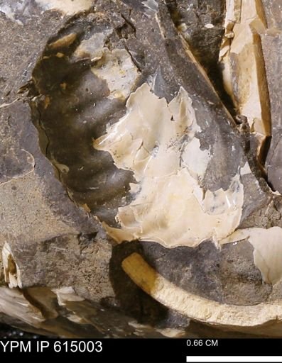 Scaphites?
