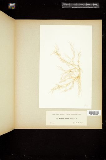 Hypnea cornuta