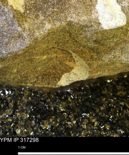 undet. Mollusca