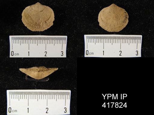 Dalmanella perelegans
